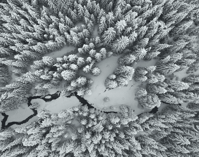 areal view of forest in winter